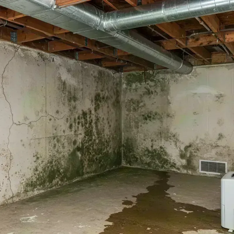 Professional Mold Removal in Elliott County, KY